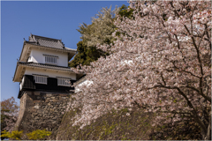 桜と玖島城址