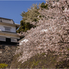 桜と玖島城址