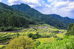 実りの棚田1