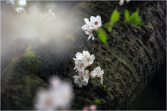 福岡城址の桜6