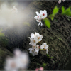 福岡城址の桜6