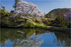 一本桜に魅せられて2-2