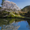 一本桜に魅せられて2-2