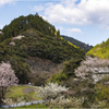 春の里山巡り
