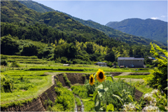 里山の夏