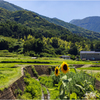 里山の夏