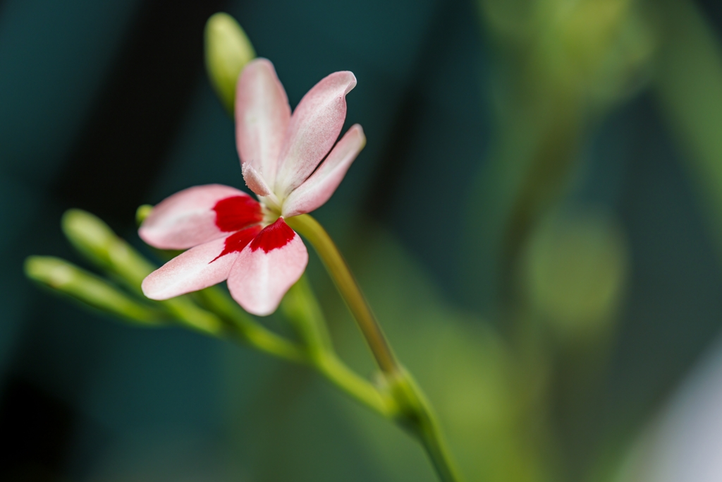 花一輪