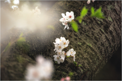 桜の季節