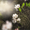 桜の季節