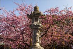 宮地嶽神社の寒緋桜
