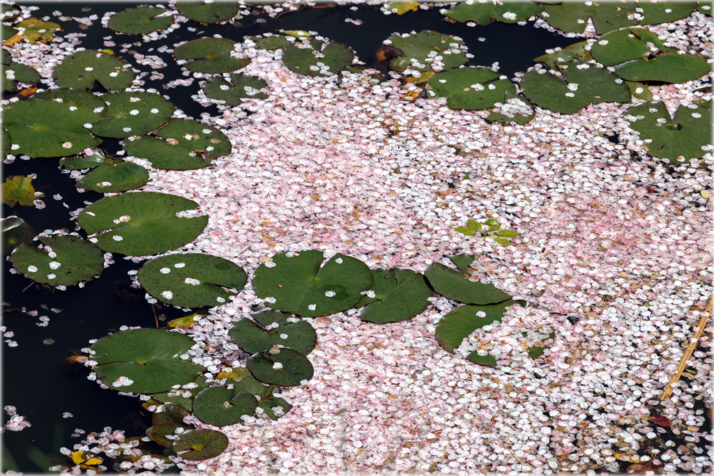 散りゆく桜2 by ゆうcan (ID:13462084) - 写真共有サイト:PHOTOHITO
