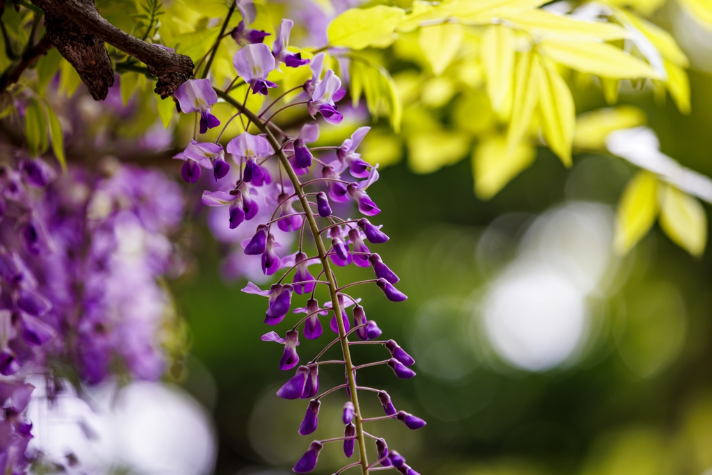 藤の花