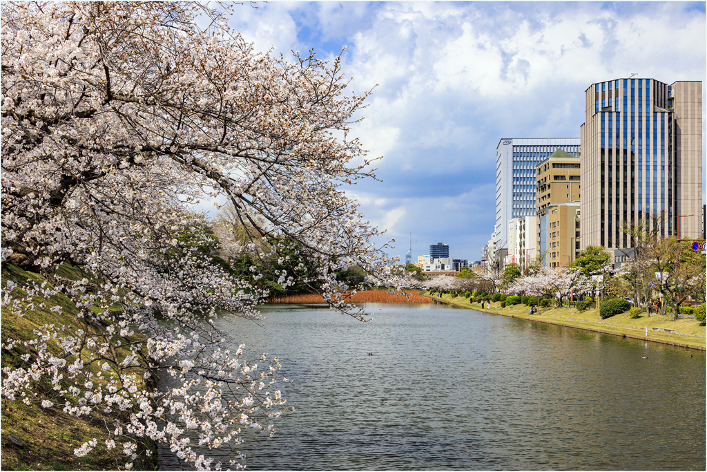 桜咲く