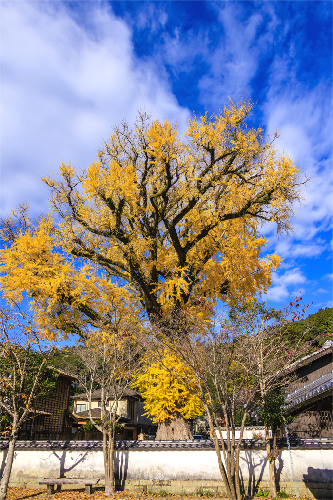 有田の大公孫樹2