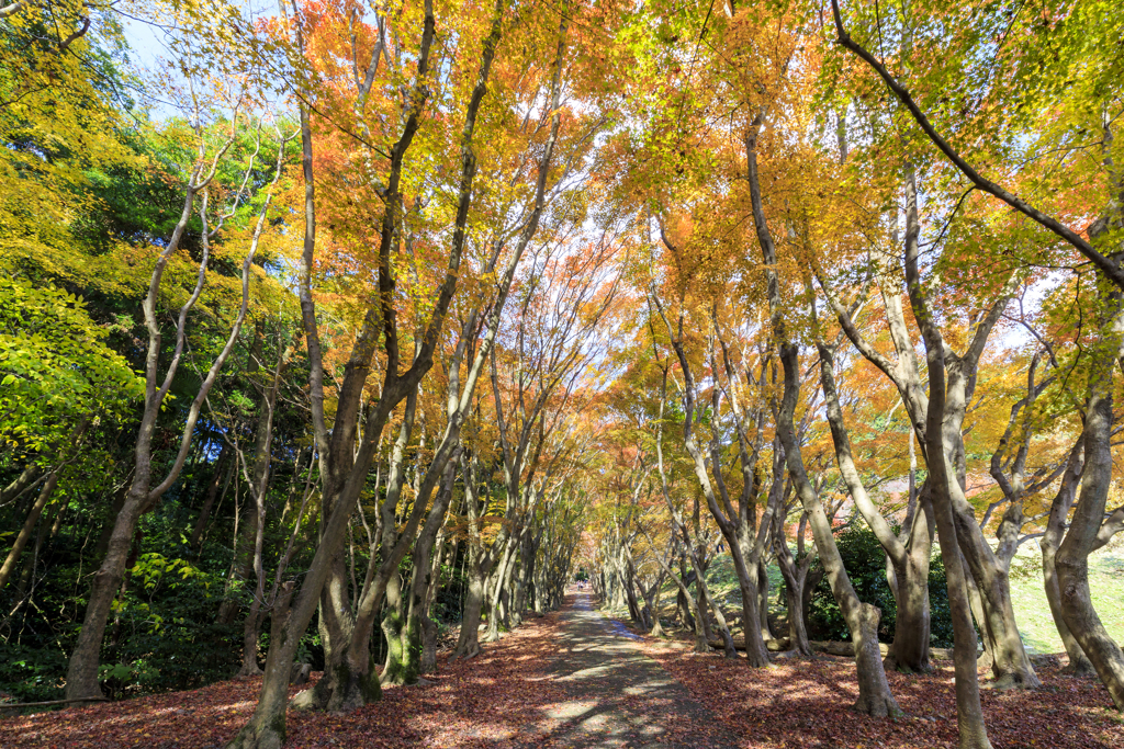 紅葉の並木道