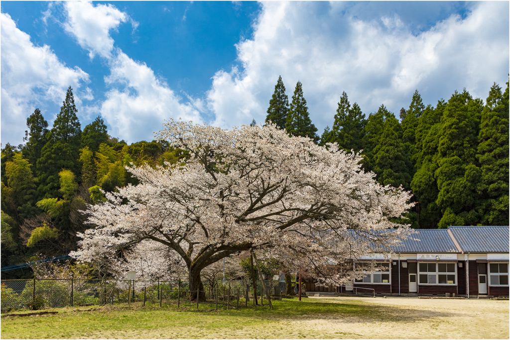 一本桜に魅せられて（久保山分校跡のヤマザクラ）