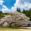 一本桜に魅せられて（久保山分校跡のヤマザクラ）