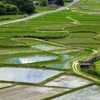 田んぼのある風景