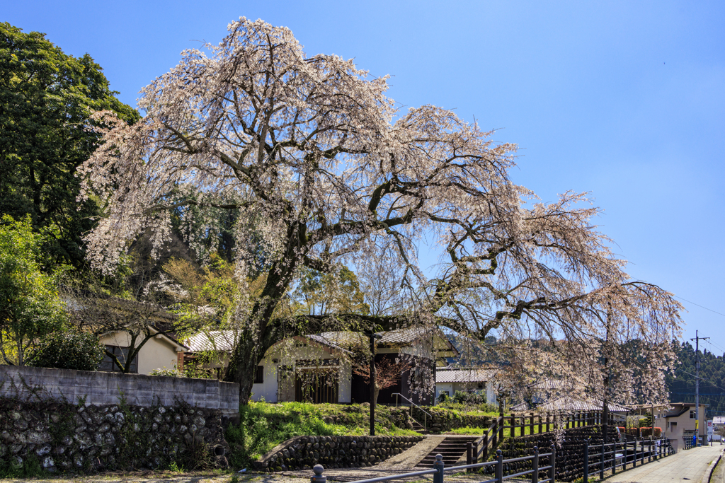 大原の枝垂れ桜2