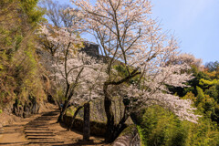 岡城址の桜