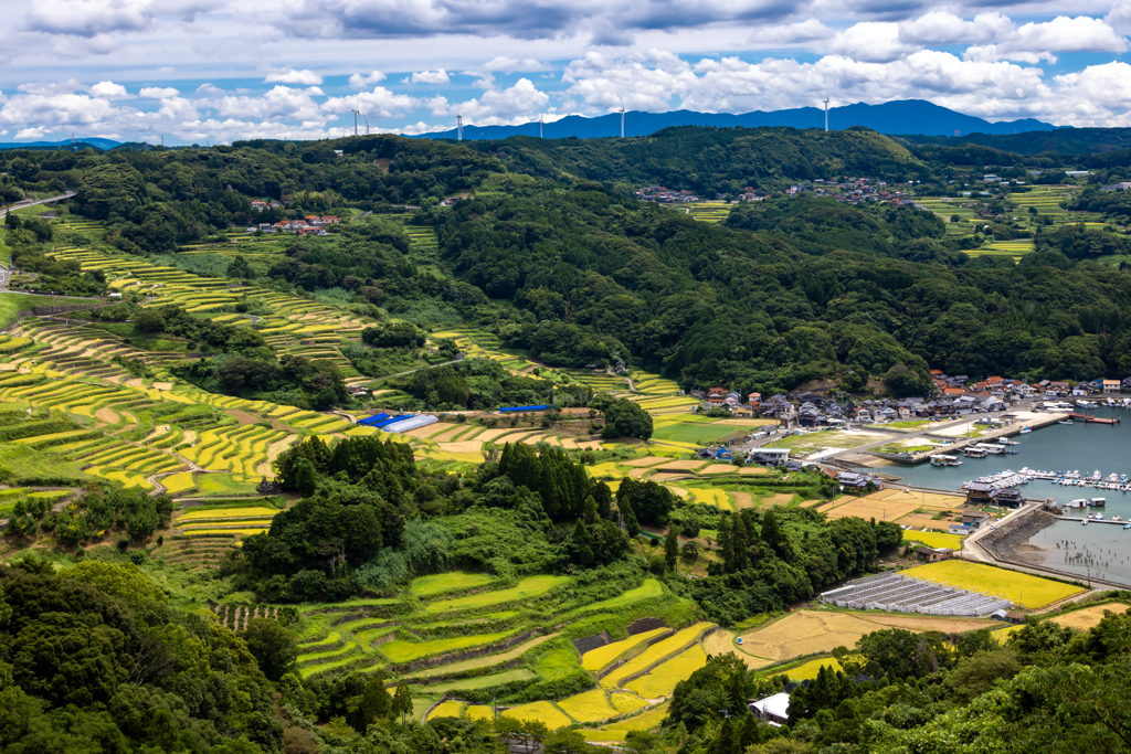 大浦の棚田