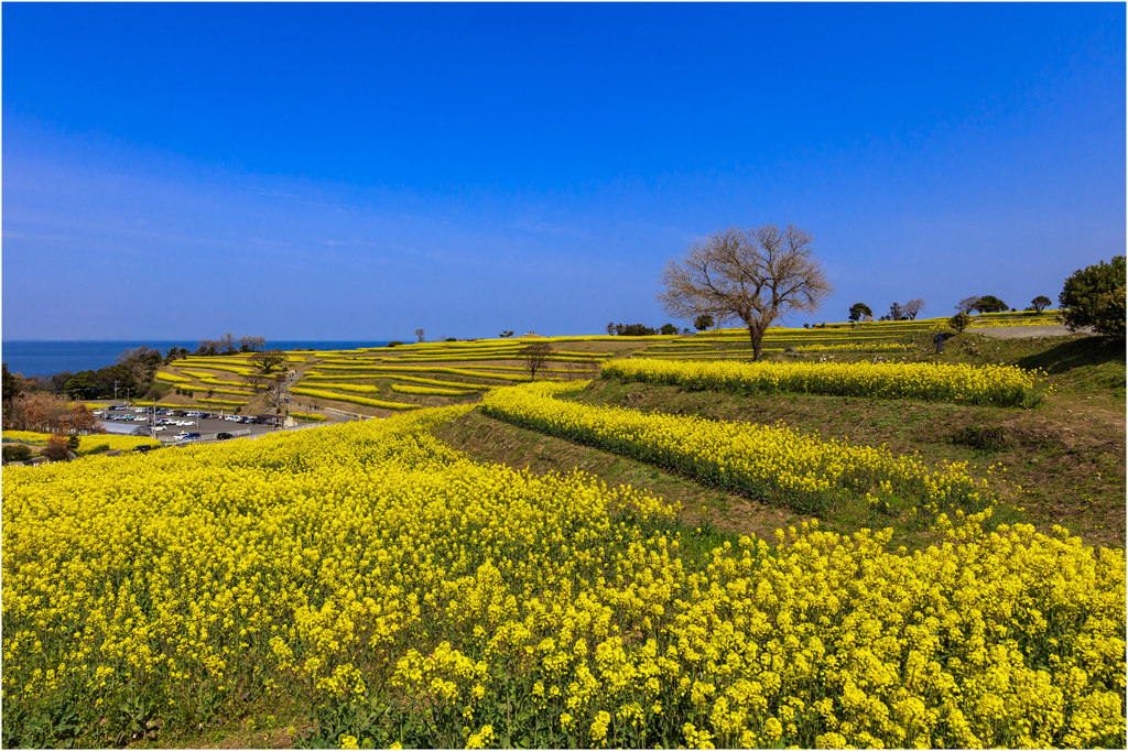 菜の花の丘