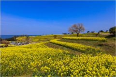 菜の花の丘