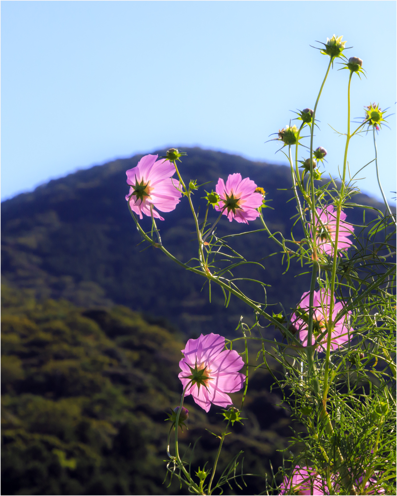 秋桜の咲く頃2