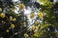 みつまたの花