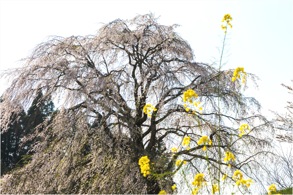 一本桜に魅せられて（清水家のしだれ桜）3