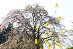 一本桜に魅せられて（清水家のしだれ桜）3