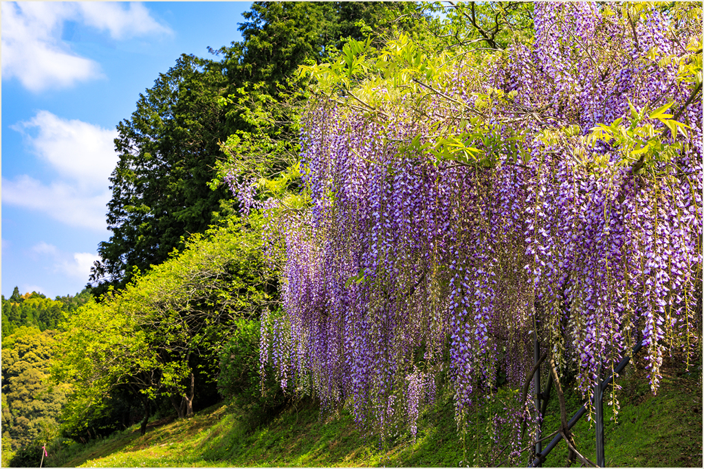 通りすがりの藤の花