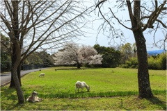 一本桜に魅せられて（天郷の一本桜）
