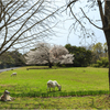 一本桜に魅せられて（天郷の一本桜）