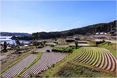 じゃがいも畑Ⅰ