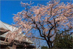 一本桜に魅せられて1-3