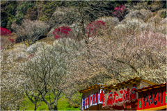 里の春景2