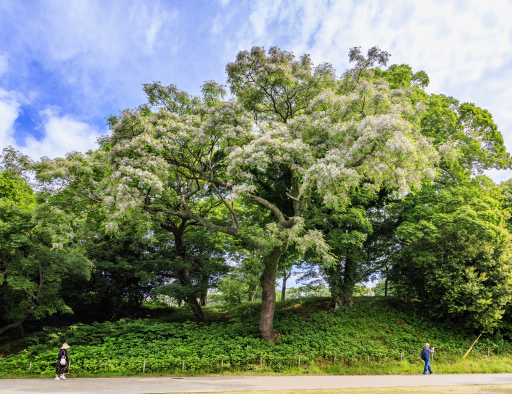 栴檀の花