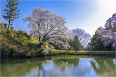 一本桜に魅せられて2