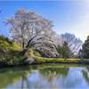 一本桜に魅せられて2