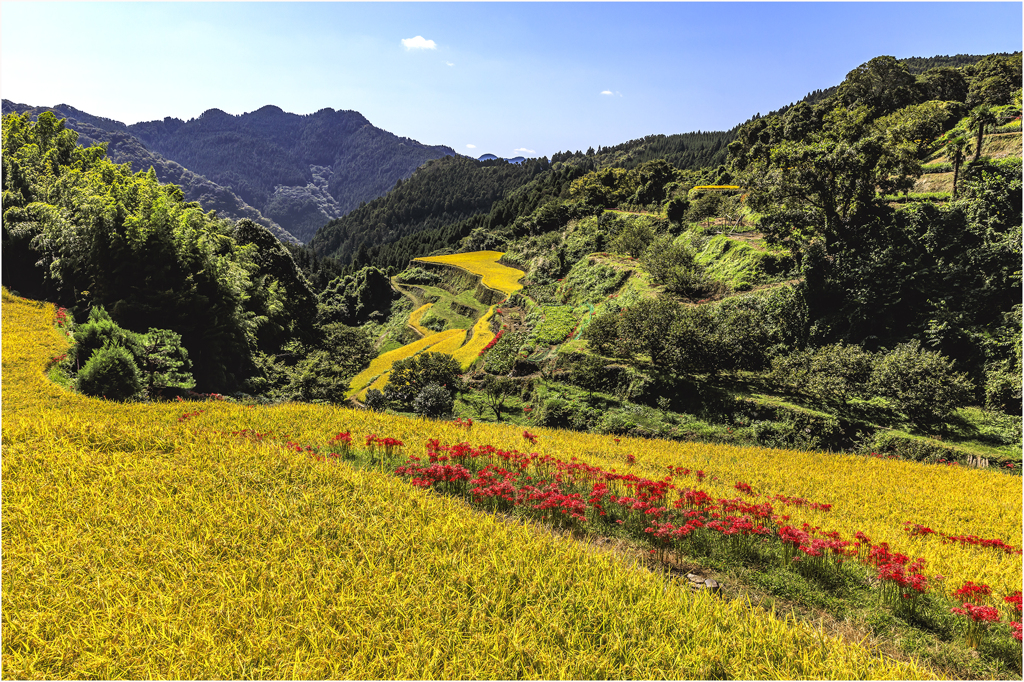 田圃の曼殊沙華2