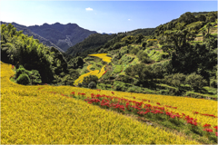 田圃の曼殊沙華2
