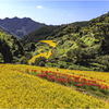 田圃の曼殊沙華2