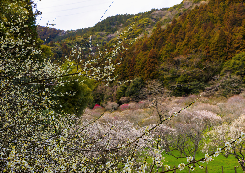 里の春景