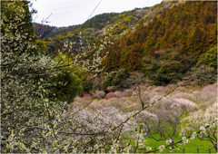 里の春景