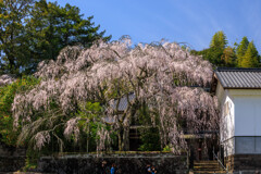 古庄家の枝垂れ桜
