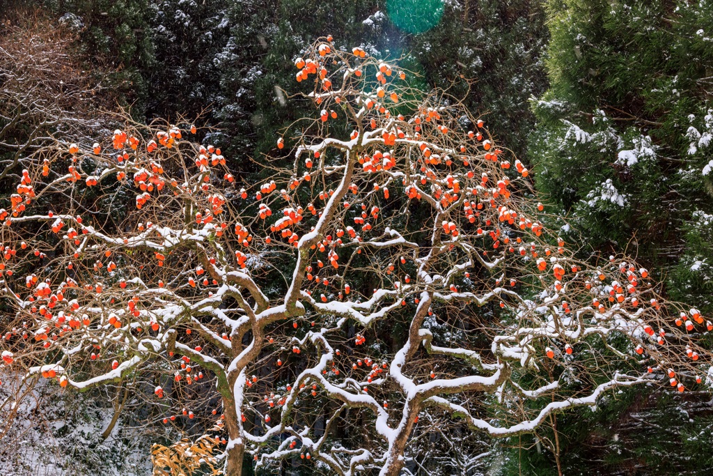 雪と柿の木