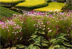 秋めく里山2
