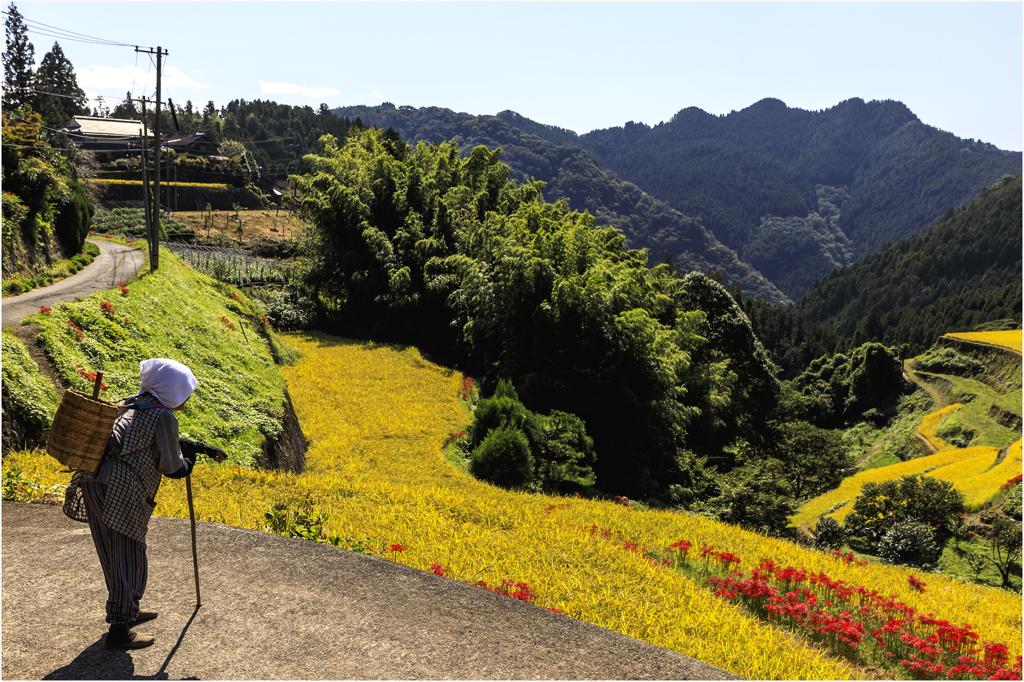 田圃の曼殊沙華3