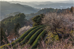 里山の春景2